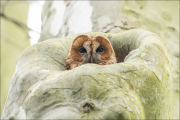 animalisch403
