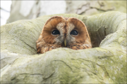 animalisch404