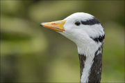 animalisch405