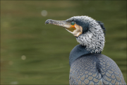 animalisch407