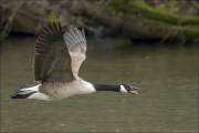 animalisch409