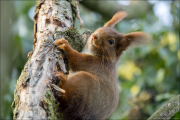 animalisch411