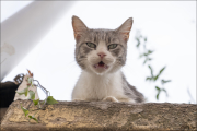 animalisch413