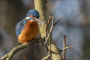 animalisch423