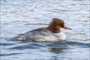 animalisch424