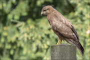animalisch430