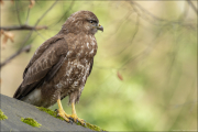 animalisch431