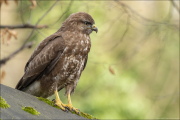 animalisch432