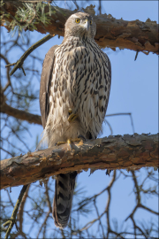 animalisch443