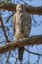 animalisch444