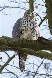 animalisch445