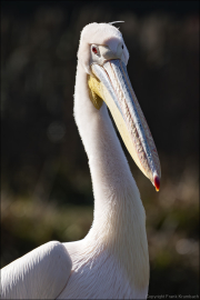 animalisch452