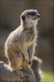 animalisch453