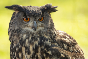 animalisch459