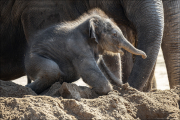animalisch461