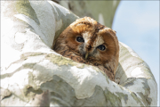 animalisch463