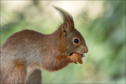 animalisch468