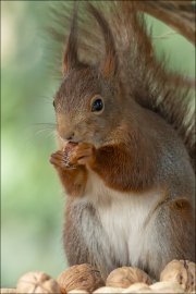 animalisch470