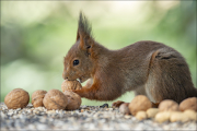 animalisch472