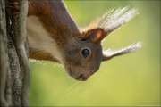 animalisch476