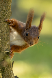 animalisch477