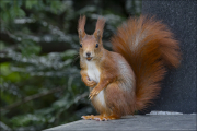 animalisch484