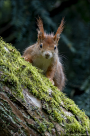 animalisch485
