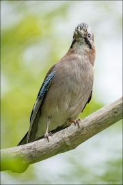 animalisch488