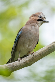 animalisch489