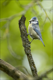 animalisch498