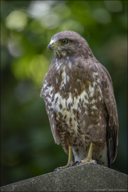 animalisch519