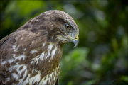 animalisch521