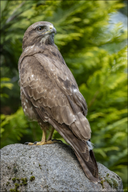animalisch522