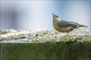 animalisch527