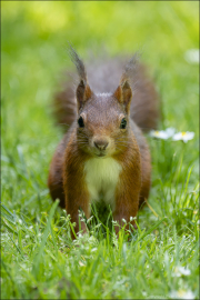 animalisch529