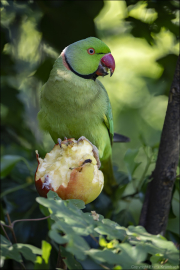 animalisch537