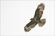 animalisch545