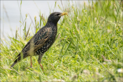 animalisch563
