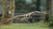 animalisch571