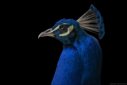 animalisch589