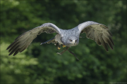 animalisch591