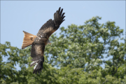 animalisch593