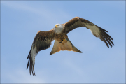 animalisch597