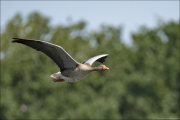 animalisch621