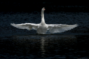 animalisch622