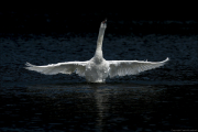animalisch624