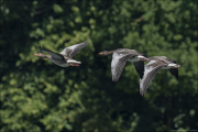 animalisch626