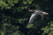 animalisch627