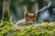 animalisch647