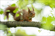 animalisch648
